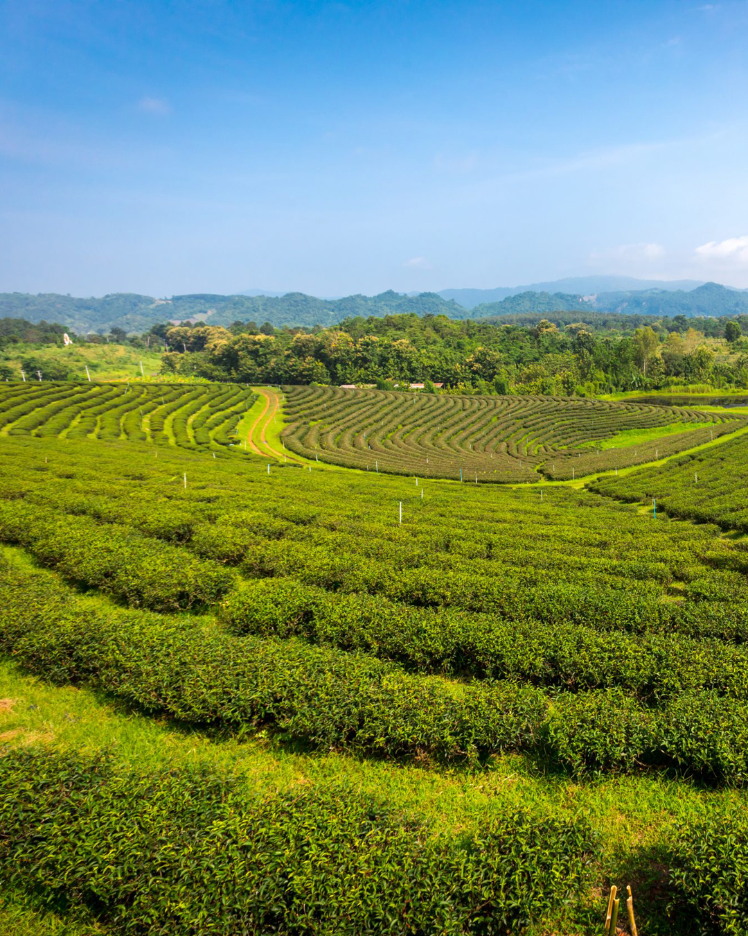 Choui Fong Tea Plantation
